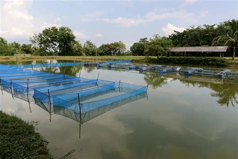 池塘養魚|池塘养鱼（渔业养殖技术）